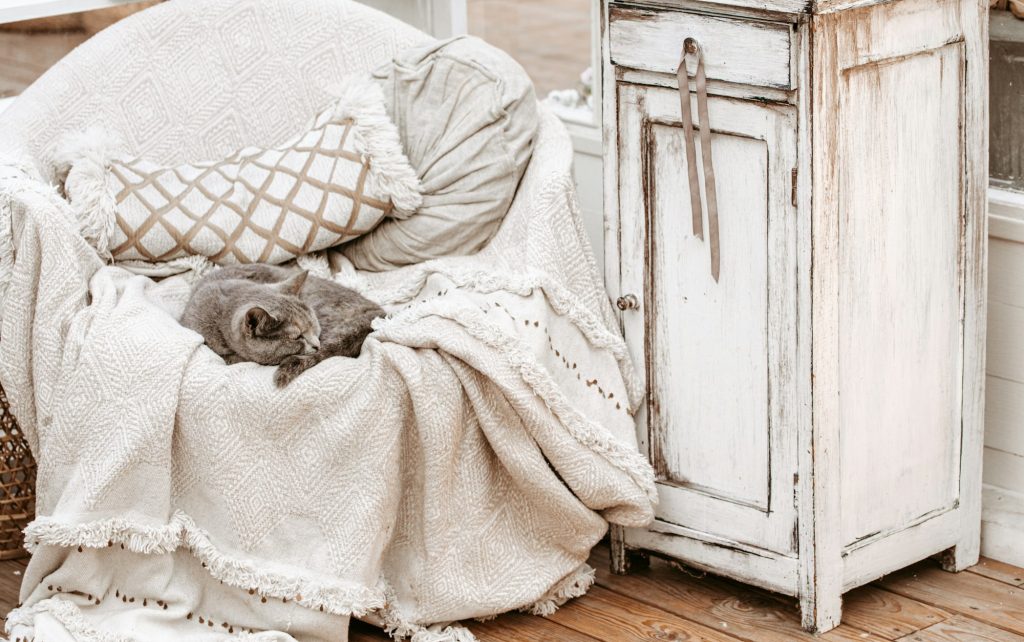 Cat on shabby chic chair vintage interior